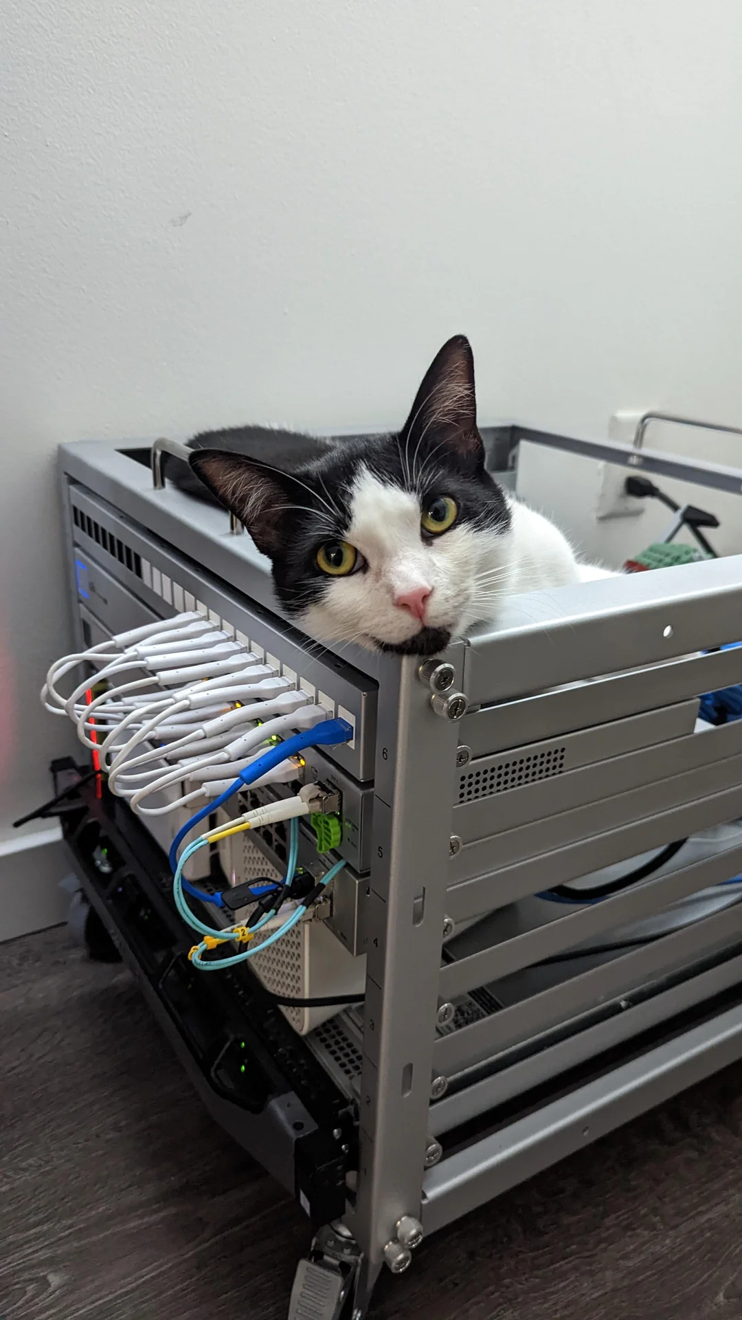 Cat on networking equipment