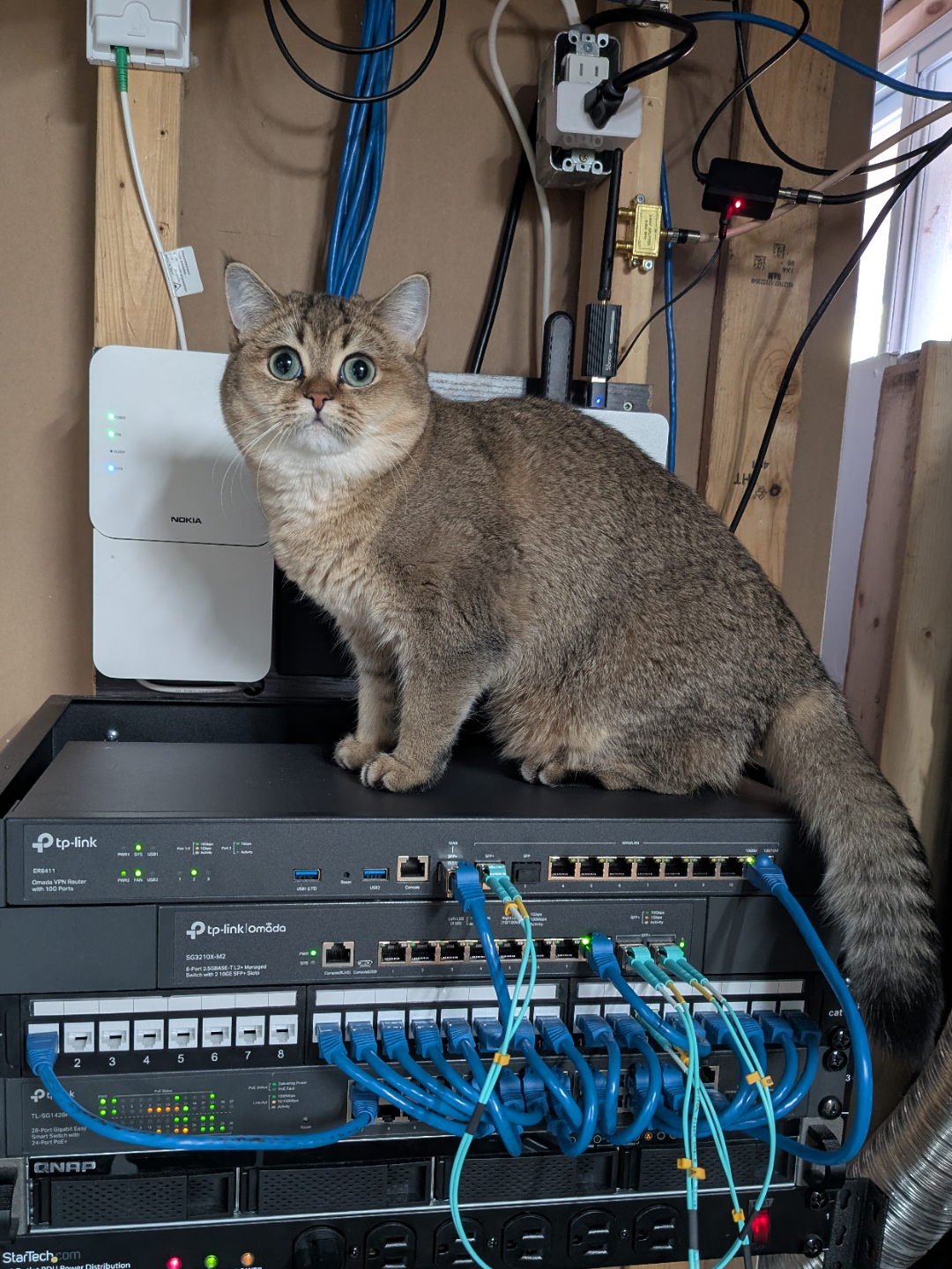 Cat on networking equipment