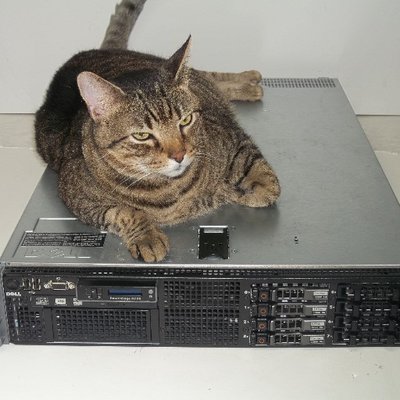 Cat on networking equipment