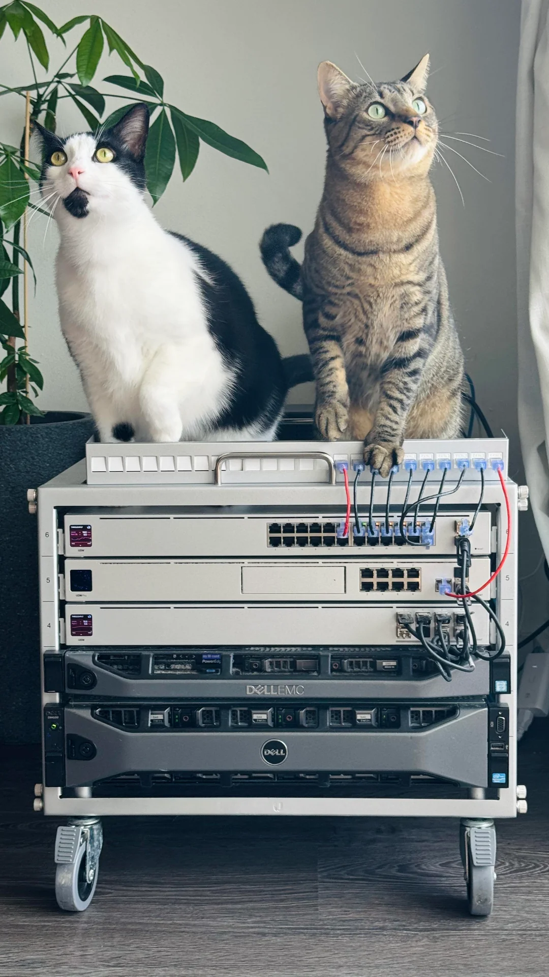 Cat on networking equipment