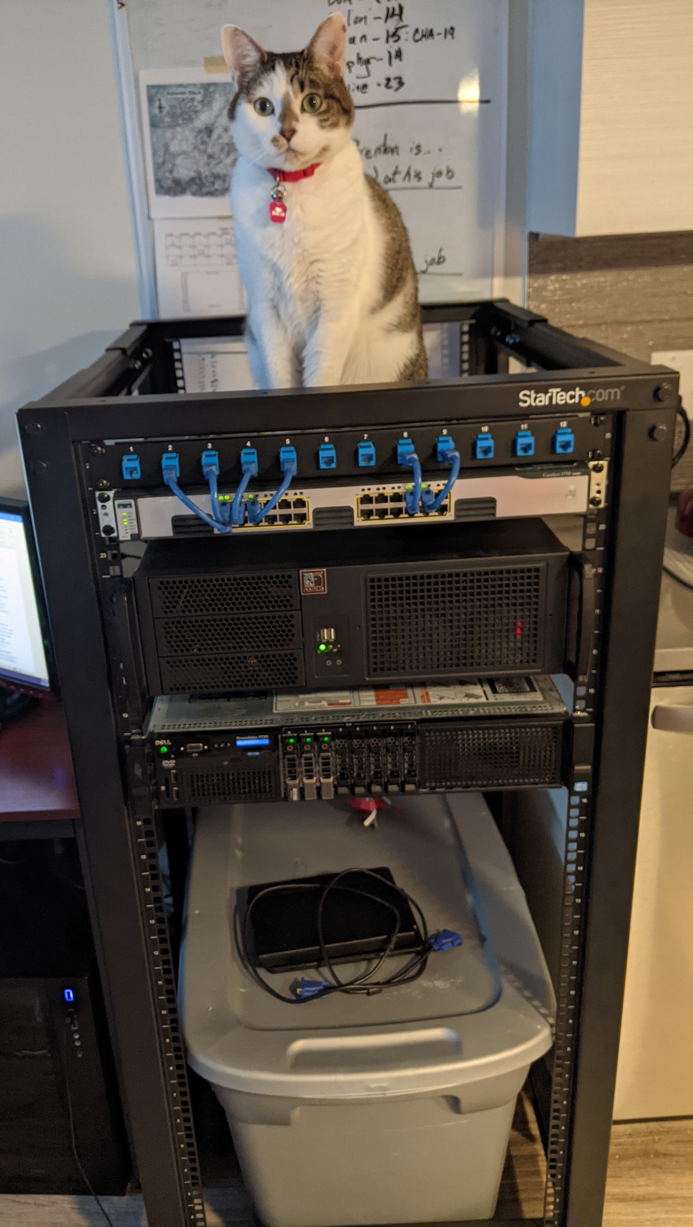 Cat on networking equipment