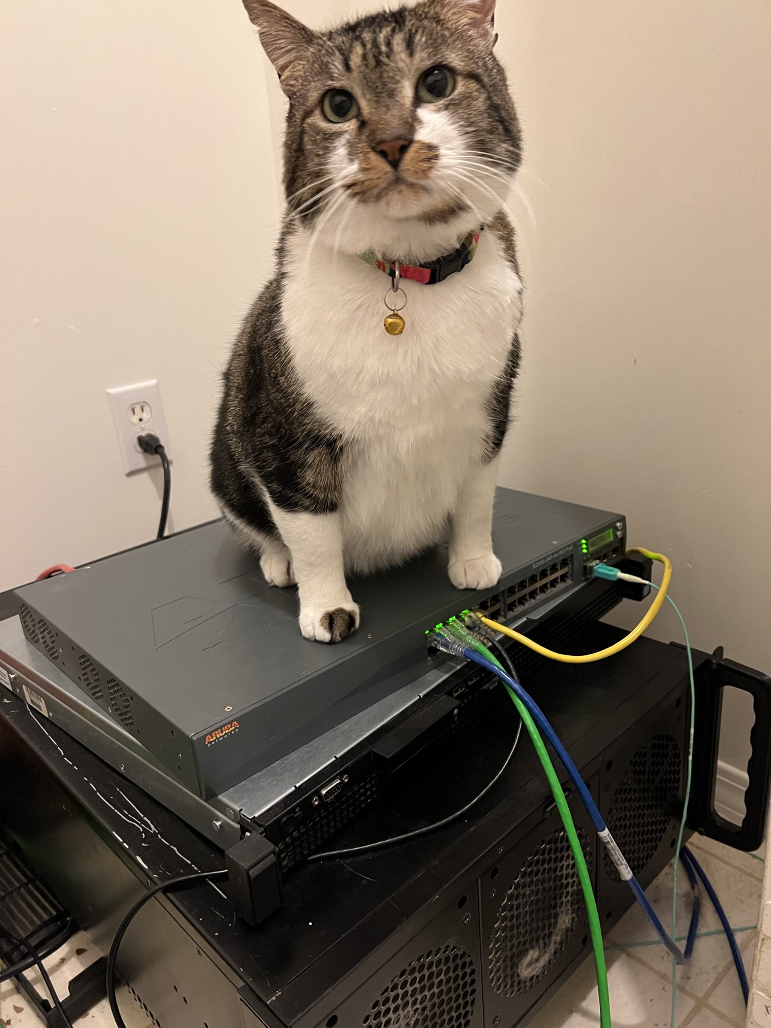 Cat on networking equipment