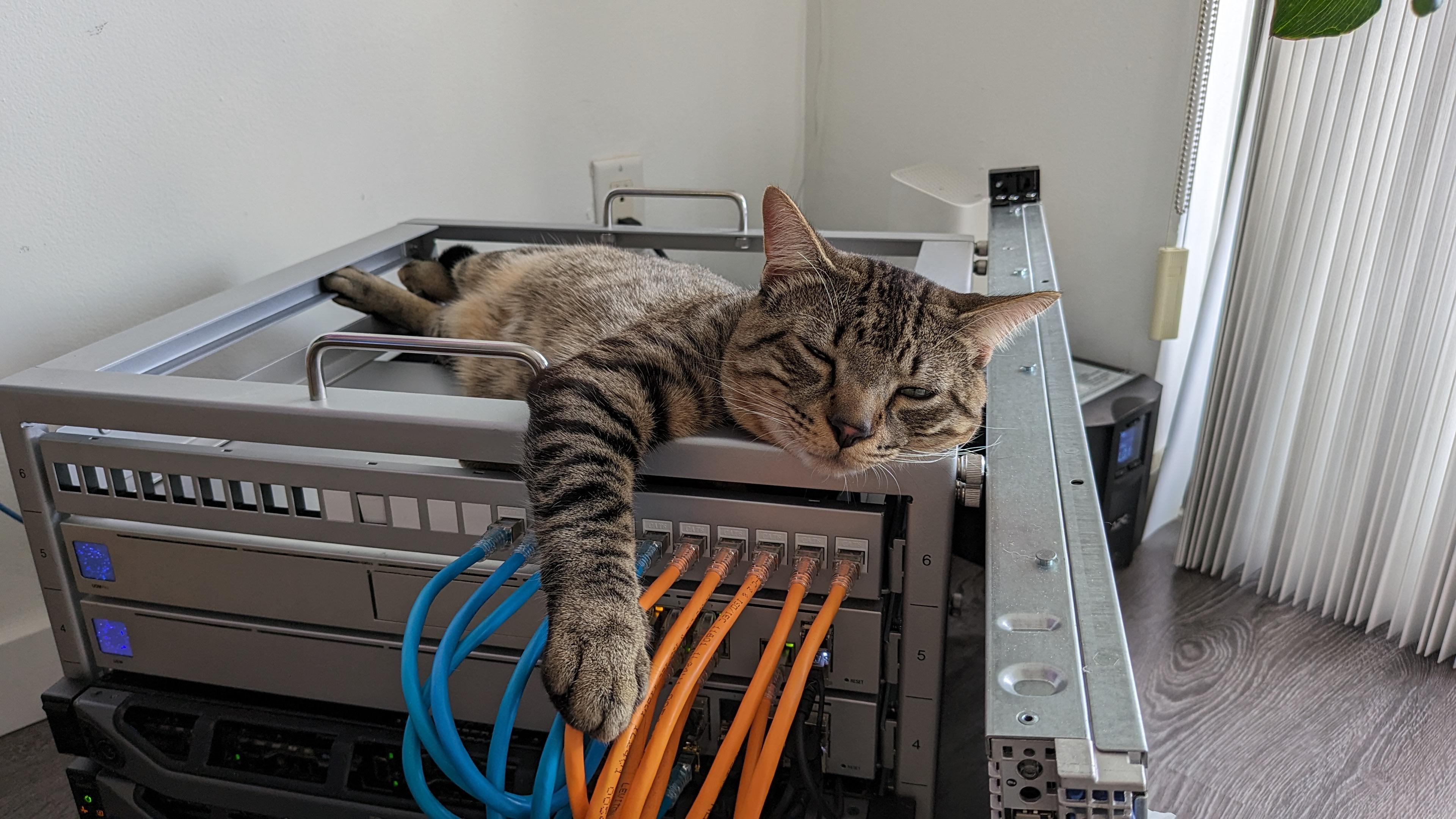 Chill cat lounging on a router